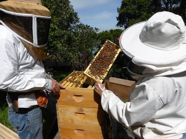 PSU researchers among group that discovered that bees do better on a natural diet, too