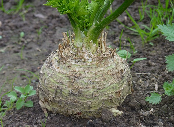 Sure celeriac’s ugly…but it’s also delicious