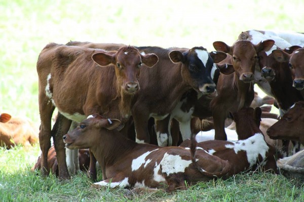 Friends & Farmers Cooperative finds out how the cheese is made