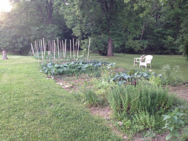 Five mid-season gardening tips