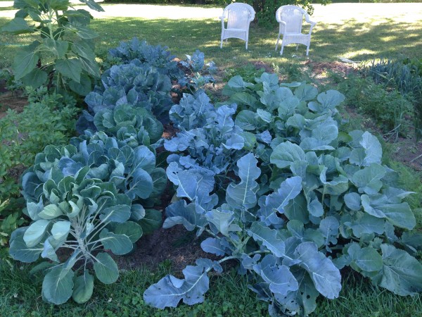 Tips to help your garden get through drought