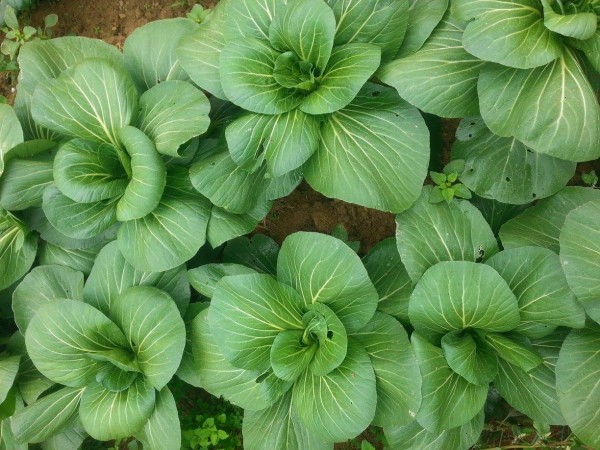 Planting fall crops at Jade Family Farm