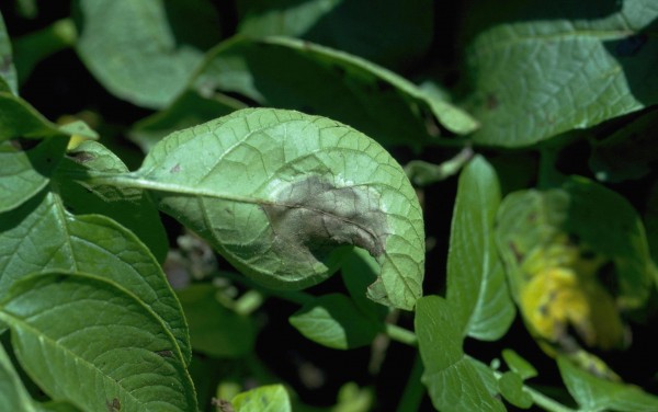 Cool/wet weather raises risks for garden fungal diseases