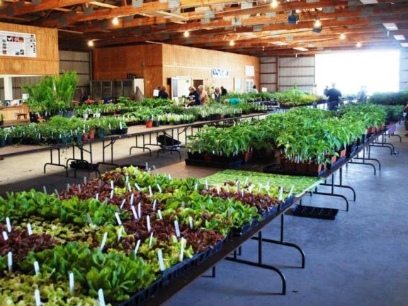 Local plant sales offer variety of food and ornamental plants