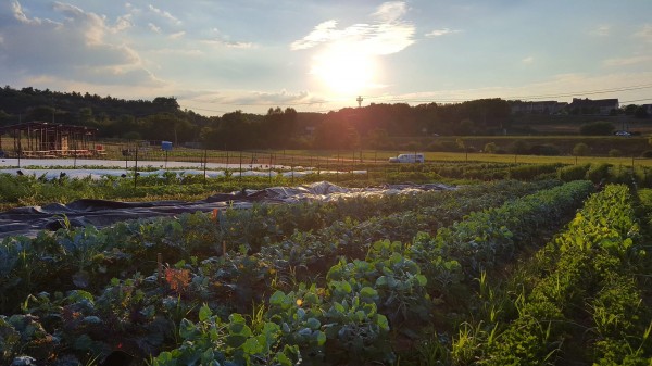 Penn State Student Farm Fall Festival coming Sept. 7