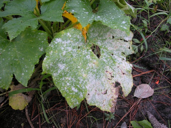 Fighting the good fight against garden diseases