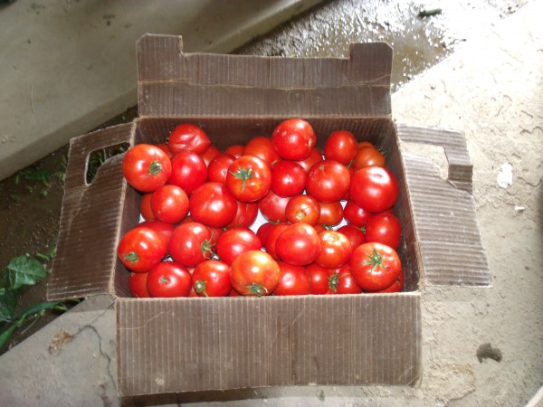 Head out to the Tomato Festival today (Friday Aug. 1) at Downtown State College Farmers Market