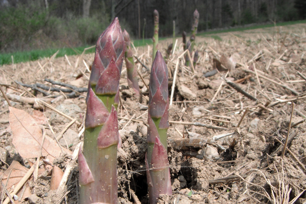 Field Notes: Asparagus Season and Recipe for Vegan Hollandaise Sauce