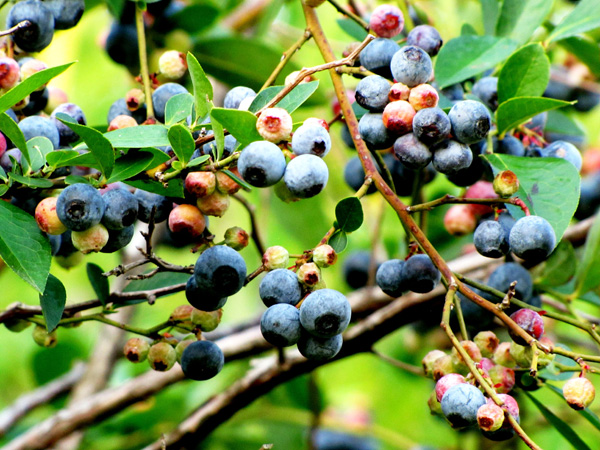 Blueberry Buckle