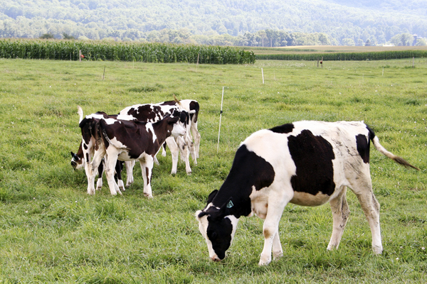 Central PA Cows