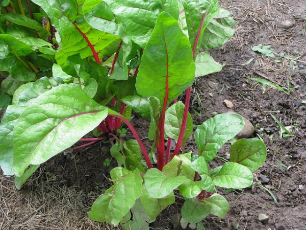 Three great (and easy) Thanksgiving sides recipe, part 1: Sautéed Swiss chard