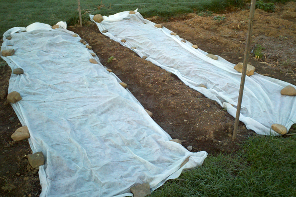 Planting Cold-Hardy Veggies for Spring Crops