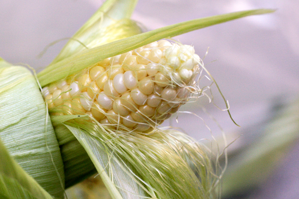 Winner of the Sweet Corn Recipe Contest