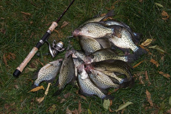 Recipe: Oven-fried Pennsylvania panfish a surprisingly tasty dish