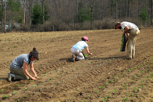 Why Community Supported Agriculture (CSA)?