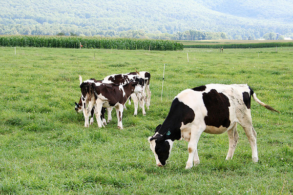 Why are Dairy Farms in the Marcellus Shale Closing?