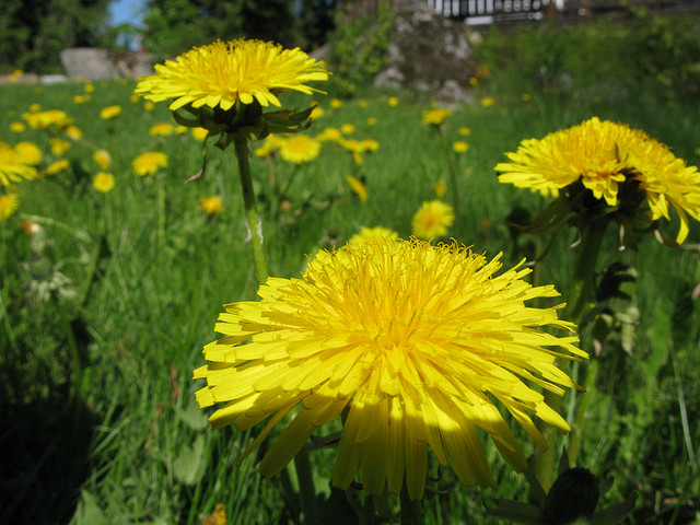 Recipe: Dandelion salad with hot bacon dressing a PA Dutch Easter staple