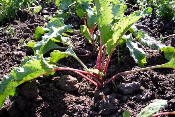 Field Notes: Beet Salad