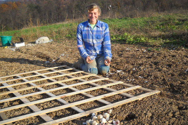 Fall Garlic Fun on the Farm