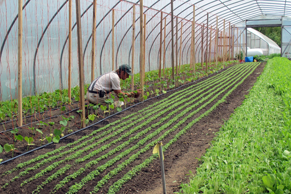 Field Notes and Mesclun Salad with Mango Chutney Dressing