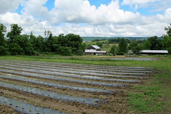 Here’s your chance to be a food blogger! Write for PSU’s Local Food Journey