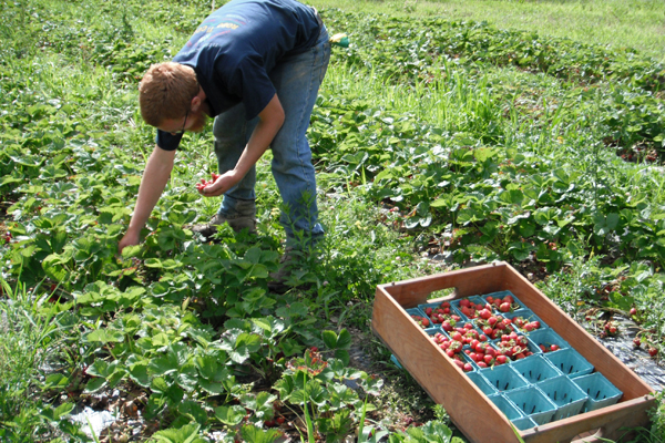 Field Notes: Mid-June Radishes and Berries