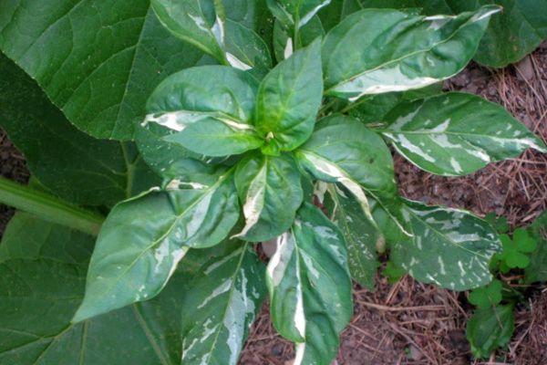 Bring the heat this summer with hot peppers in your garden