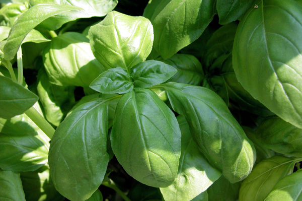 Field Notes: Late July and Recipe for Fresh Basil Pesto