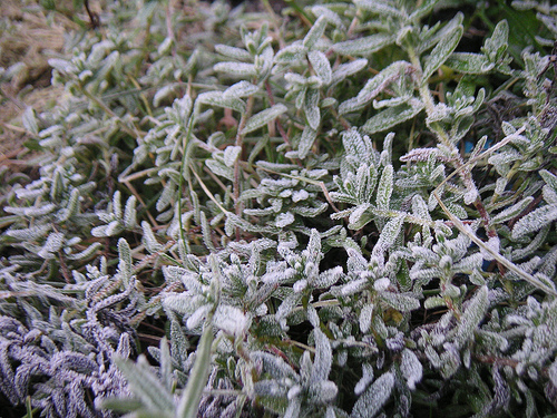 Frost looms in the garden, but that’s not always a bad thing