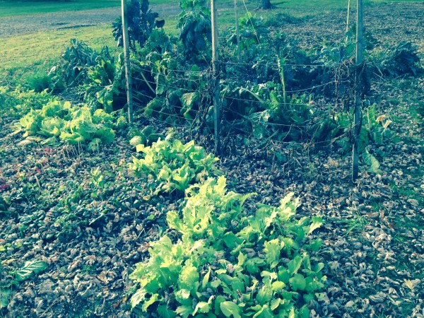 The joy of fall gardening