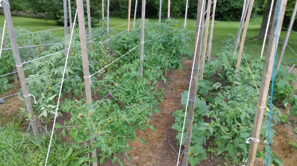 Six chores for the July garden