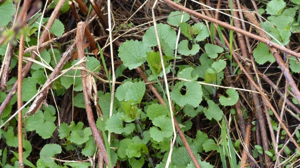 Invasive weed makes a great pesto!