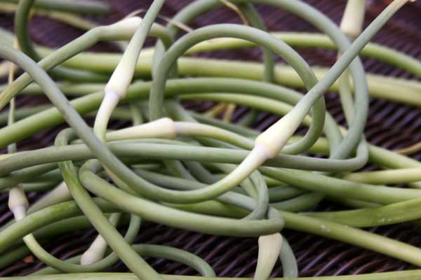 Garlic Scape Pesto