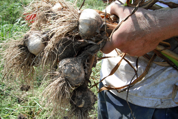 Field Notes: Summer Garlic and a Recipe for Pepper Packets