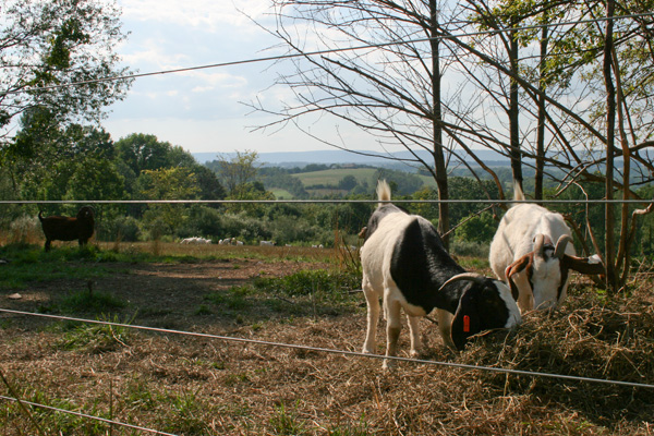 Goat: It’s What’s for Dinner