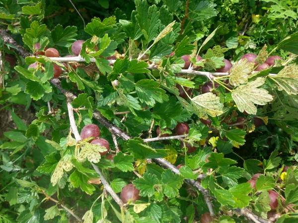 These berries are a well-kept, delicious local food secret