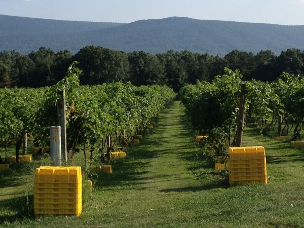 Mt. Nittany Vineyard & Winery hosts Winemakers Harvest Dinner Oct. 5