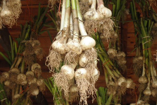 Garlic Harvest