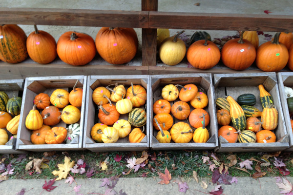 The State of Local Food at the Harvest Fest