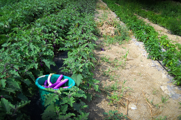 Harvesting Eggplant