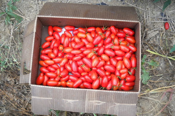 Harvesting Tomatoes