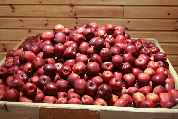 Apples at Way Fruit Farm