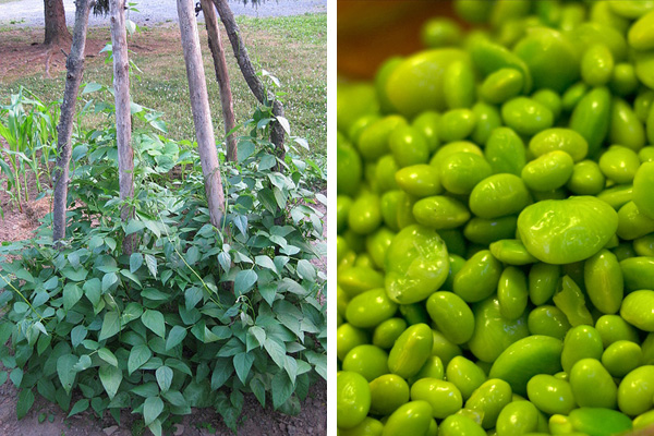 Diverse Beans a Warm-Weather Garden Star