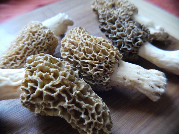 Morel madness!