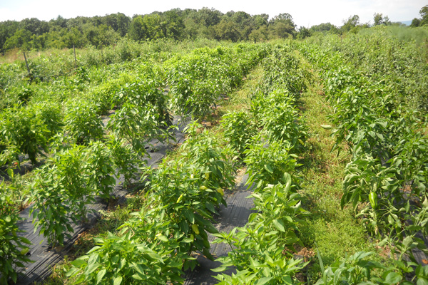 Unpaid Field Hand: Mystery Crop Update