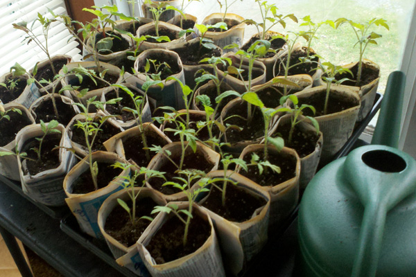 Paper Pots Offer Cost-Effective, Environmentally Friendly Home for Seedlings