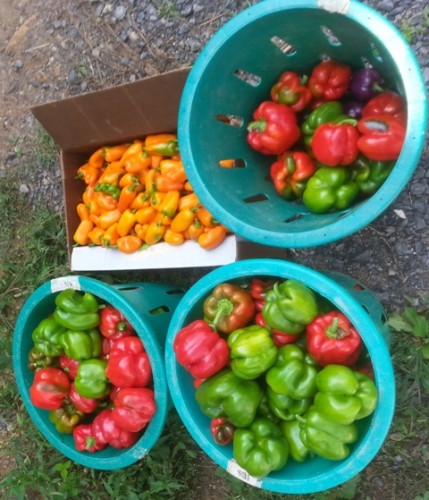 Smoking peppers for future use the easy way