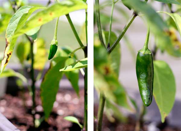 Believe it or not, still time to plant summer vegetables/herbs/flowers