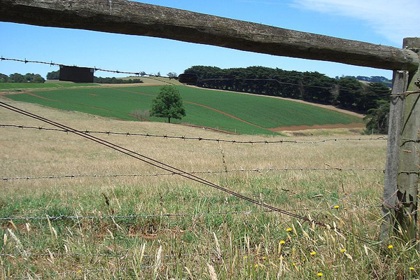 Potato Patch