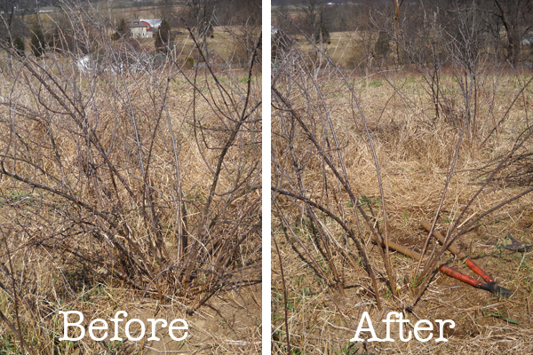 Farm Diary: Pruning in March